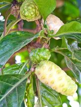 Noni (Morinda citrifolia) Live Fruit Tree 8”-12” - $60.00