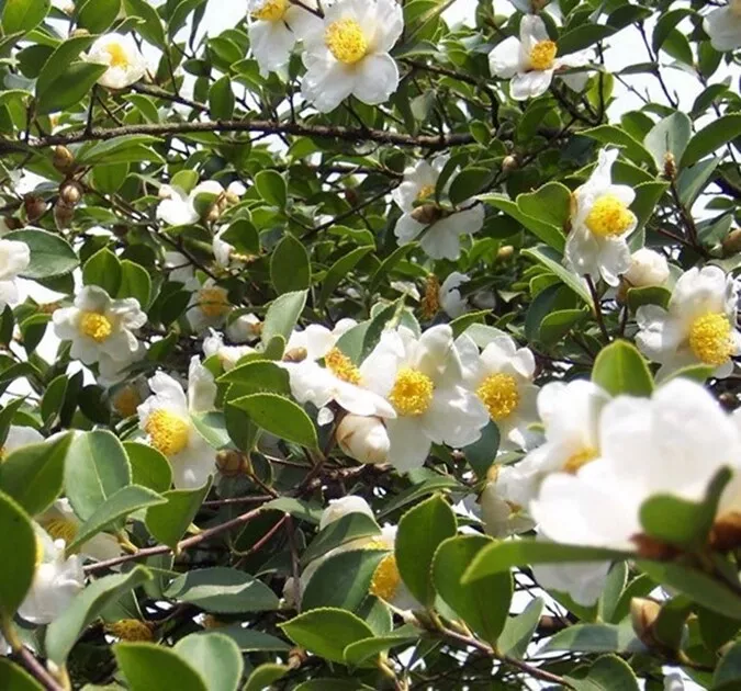 Camellia Oleifera 5 Seeds Fragrant Edible Tea Oil Shrub Or Small Tree - £11.90 GBP