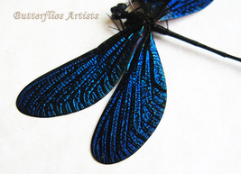 Sapphire Blue Real Dragonfly Vestalis Luctuosa Framed Entomology Shadowbox - $48.99