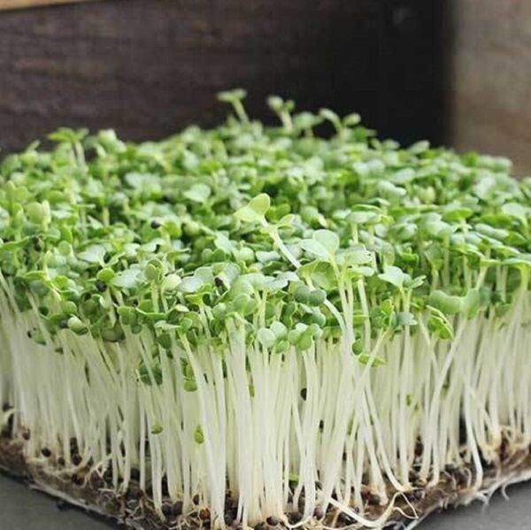Primary image for Bok Choy Cabbage Microgreen Seeds NonGMO Heirloom Seeds For Sprouting