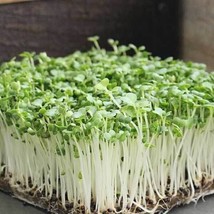 Bok Choy Cabbage Microgreen Seeds NonGMO Heirloom Seeds For Sprouting - £7.08 GBP
