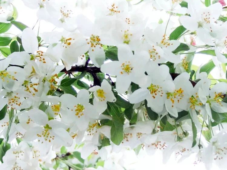 Collectible 25 Sugar Tyme Crabapple Seeds for Garden Planting - €7,11 EUR