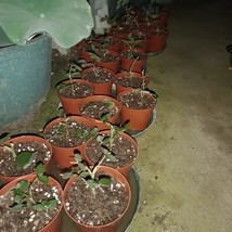 GOCCXL Flowerpots, ideal for gardening enthusiast - £12.49 GBP