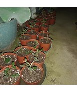 GOCCXL Flowerpots, ideal for gardening enthusiast - £12.49 GBP