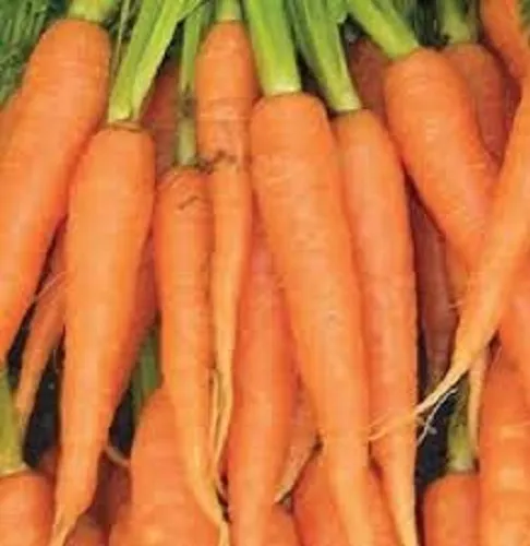 3 000 Carrot Seeds Mperator Carrot Vegetable Seeds - £9.04 GBP