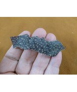 (s822-5) Rare PRICKLY Shark skin hide leather educational denticles love... - €25,09 EUR (s822-5) Rare PRICKLY Shark skin hide leather educational denticles love... - €25,09 EUR