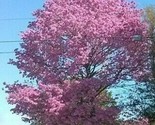 One Dozen Seeds: Pink Tabebuia - Ipe Tree, Pink Trumpet Tree j - $5.99