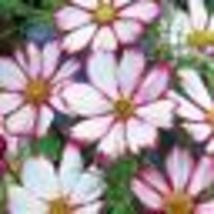 100 Seeds! Cosmos CANDY STRIPED Pink White Petals 3-5&#39; Great Cut Flowers Non-GMO - £9.59 GBP