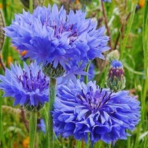 US Seller Tall Blue Cornflower Bachelor Button Seeds 200+ Flower Centaurea Cyanu - £6.30 GBP