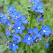 US Seller 100 Blue Angel Anchusa Summer Forget Me Not Anchusa Carpensis Flower S - $13.80