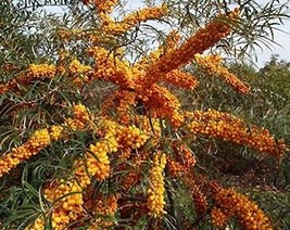 USA Seller 5 Sea Buckthorn Berry Seeds Fast Shipping - $15.99