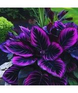 25+ Seeds Beautiful Plant Purple Tip Calathea Couture Flower Indoor or O... - $15.25