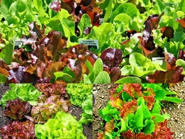 1 Oz Seeds Gourmet Salad Mix Leaf Lettuce Blend Garden Container Easy - £20.71 GBP