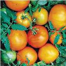 Usa Seller Caro Rich Tomato Seeds Fast Shipping - £8.03 GBP