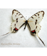Dragon Swallowtail Sericinus Montela Real Butterfly Framed Entomology Sh... - €53,69 EUR