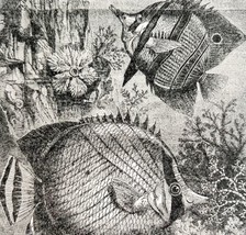 The Archer Fish In The Sea 1887 Wood Engraving Victorian Art Nautical DWEE28 - £23.56 GBP