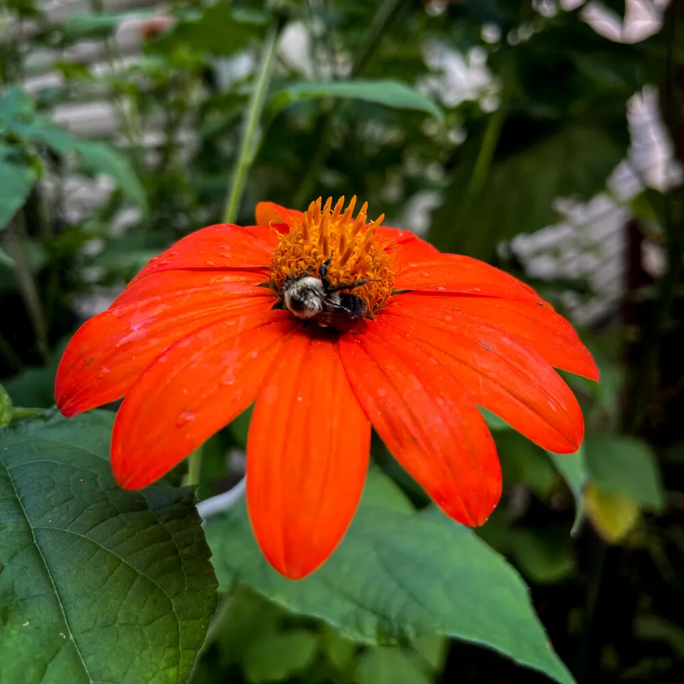 Mexican Sunflower Tithonia Non Gmo 50 Seeds  - £7.49 GBP