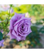 50Pcs Purple moon tea Rose seeds (#5421) - $4.70