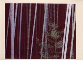 Kira Sugiyama Color Photograph Bamboo Grove - £117.07 GBP