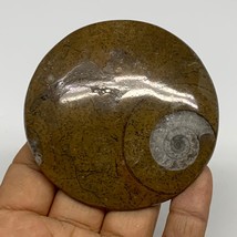 85g, 2.8&quot;x2.8&quot;x0.5&quot;, Goniatite (Button) Ammonite Polished Fossils, B30115 - £6.39 GBP