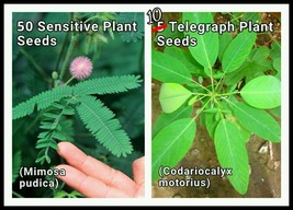 50 Sensitive Plant +10 Telegraph Seeds ~ Mimosa pudica +Codariocalyx (De... - $28.75