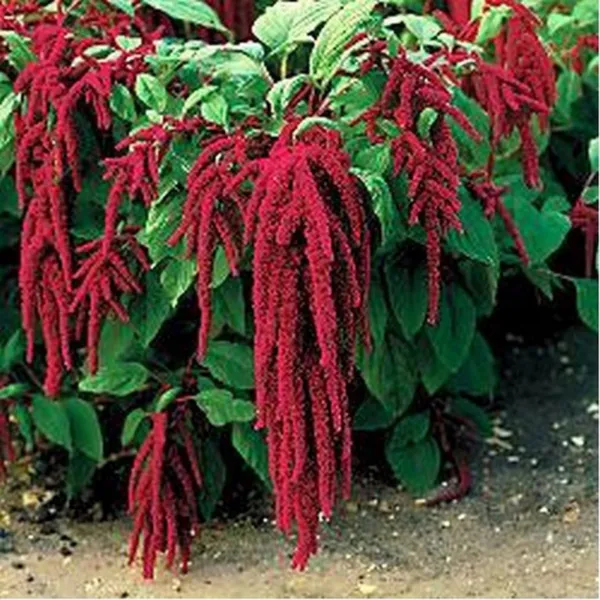 Love Lies Bleeding Amaranthus 200 Fresh Seeds - £10.71 GBP