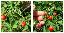 75 Seeds Chiltepin / Tepin / Chile Pequin / Birds Eye Pepper Seeds Fresh... - £17.55 GBP