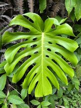 Swiss Cheese Plant  5 Seeds  Monstera deliciosa - €9,27 EUR