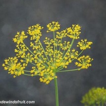 Fast Ship USA Seller Long Island Mammoth Dill Seeds Anethum Graveolens P... - £14.07 GBP