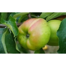 25+ Lady Henniker Apple Seeds | Sweet Crisp Dessert Apple Variety - $16.50