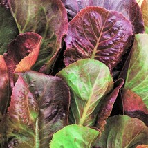 Cimmaron Red Romaine Lettuce Seeds Lactuca Sativa Wild Mexican Salad Greens Leaf - $9.90