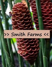 25 Seeds Brown Beehive Ginger Flower Botanical name: Zingiber - $7.17