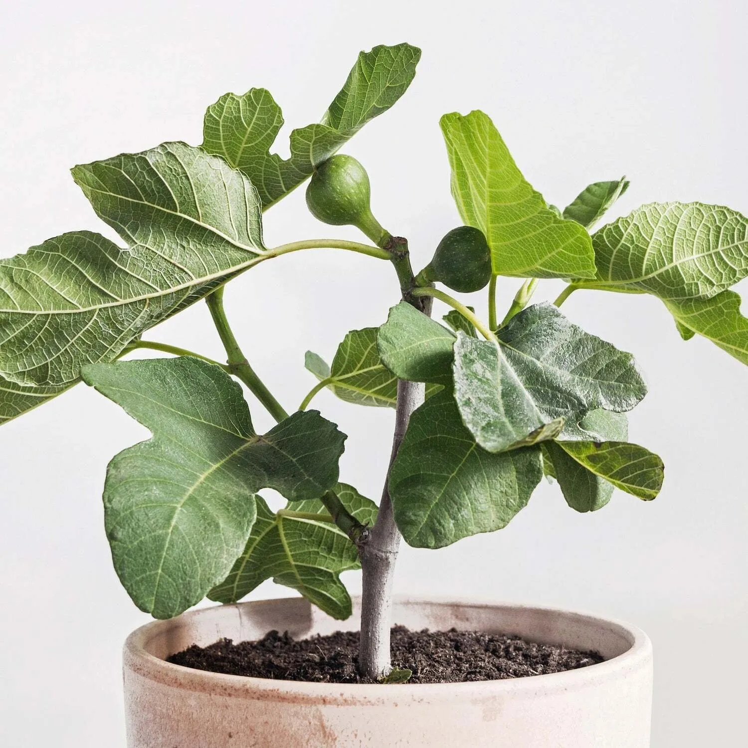 Live Plant Fignomenal Fig Ficus carica - $45.98
