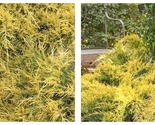 3 Live Plants Gold Lace Juniper Juniperus Chinensis Evergreen Groundcover - £50.95 GBP