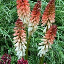 VP 25 Orange Vanilla Torch Lily Hot Poker Flower Seeds Perennial Seed 855 Us Sel - £5.37 GBP