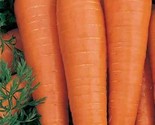 1000 Danvers 126 Carrot Seeds Non Gmo Heirloom Fresh  Seeds Fast Shipping - $8.99