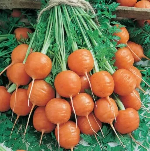 Round Parisian Carrot Seeds Heirloom &amp; Non Gmo Carrot Seeds 250+ Vegetable S Fre - £17.37 GBP