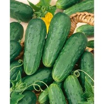 50 Seeds Boston Pickling Cucumber Quick Bloom Heirloom Seeds Effect - $8.35