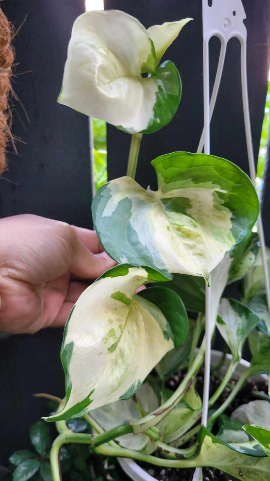 Manjula Pothos  Rare Variegated  3-Node Cutting  Harlequin  Unrooted Live - $35.63