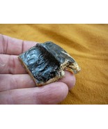(G502-240) 1-5/8&quot; Gator ALLIGATOR BACK SCUTE specimen HIDE scutes croc w... - $16.32 CAD