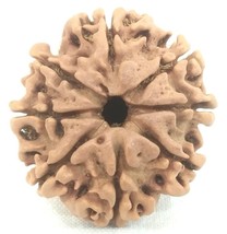 Rare 8 Mukhi Rudraksha Avec 8 Complet Graines - Nepal - Lab Certified - $150.56