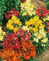 50+ Erysimum Charity Flower Seeds Mix Deer-Resistant Scented Perennial - £7.86 GBP