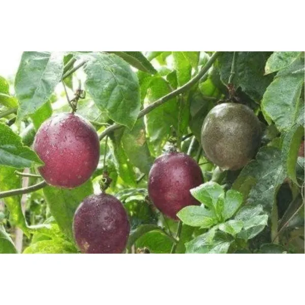 25 Purple Passion Fruit Seeds Vine Passion Flower Seeds Organic Fresh Ga... - £10.17 GBP