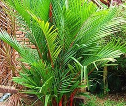 Worldwide Shipping 10Pcs Lipstick Palm Cyrtostachys Renda Tree Seeds - $10.90