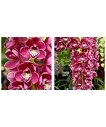 200 pcs Cymbidium Orchid African Cymbidiums Flores Phalaenopsis WORLD SHIPPING