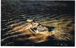 Animal Postcard Canada Cow Moose Swims For Shore - £2.28 GBP