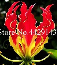 50 pcs Garland Flame Lilium brownii Flower Balcony Seeds FRESH SEEDS - $12.19