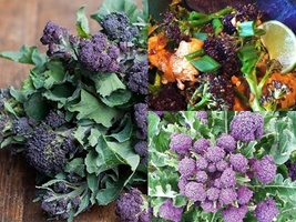 1500 Seeds Broccoli Purple Sprouting Non-GMO Heirloom - $13.39