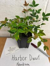 Harbor Dwarf Nandina 4" pot image 2