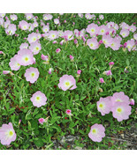 Showy Evening Primrose Seeds Seed Store - $9.99